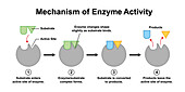 Enzyme activity mechanism, illustration