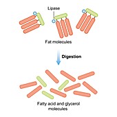 Fat molecule digestion, illustration