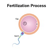 Fertilisation, illustration