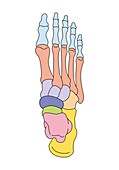 Foot bones, illustration