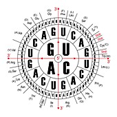 RNA codons, illustration