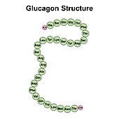 Glucagon structure, illustration