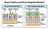 Gram positive and Gram negative bacteria, illustration