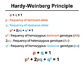Hardy-Weinberg principle, illustration