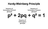 Hardy-Weinberg principle, illustration