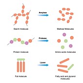 Amylase, protease and lipase enzymes, illustration