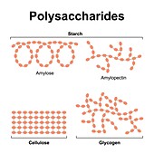 Polysaccharides, illustration