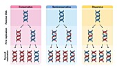 Replication models of DNA, illustration