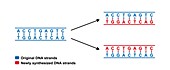 Semiconservative replication of DNA, illustration