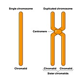Single and duplicated chromosome, illustration