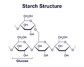 Starch structure, illustration