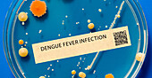 Dengue fever viral infection