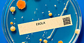Ebola viral infection