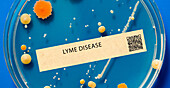 Lyme disease bacterial infection