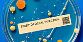 Streptococcal infection