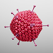 Adenovirus, illustration