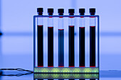 Samples of liquid in test tubes