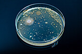 Petri dish with fungi colony