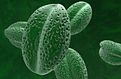 Rapeseed pollen grains, illustration