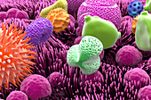 Inhaled pollen grains, illustration