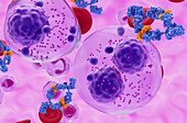 Monoclonal antibody treatment of multiple myeloma cell, illustration