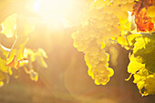 White wine grapes on the vine against the light