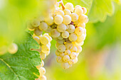 White wine grapes on the vine