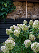 Hortensien (Hydrangea) vor einem Stapel Heuballen