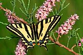 Südlicher Schwalbenschwanz Papilio alexanor erwachsenes Männchen, ernährt sich von den Blüten der französischen Tamariske Tamarix gallica, Peloponnes, Griechenland, April