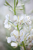 Weißes Weidenröschen (Chamaenerion angustifolium 'Album') in Nahaufnahme