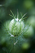 Damsel in the green (Nigella damascena) 'Albion Green Pod' seed pod