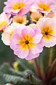 Primula 'Sweetheart' (Primula) close-up