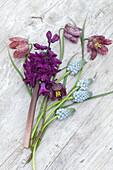 Hyazinthe (Hyacinthus orientalis) 'Woodstock', Schachbrettblume (Fritillaria meleagris) und Traubenhyazinthe (Muscari aucheri) 'Ocean Magic'