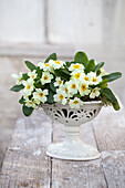 Primrose (Primula vulgaris) in a white planter on a wooden table