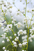 Meadow rue (Thalictrum) 'Splendide White' in close-up