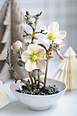 Christrosen (Helleborus) in weißer Schale mit Dekoästen und Papierbäumen