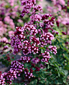 Origanum Rosenkuppel