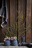 Sloe branches as a decorative object