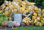 Autumn garden bed with hosta (funkia) and pumpkins next to watering can