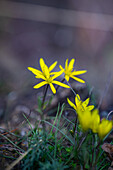 Yellow anemones (Anemone) in the spring woodland