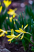 Gelbe Krokusblüten (Crocus) im Frühlingswald