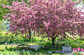 Tulpen (Tulipa) 'Holland Chic' im Beet, Sitzbank unter blühendem Zierapfel (Malus) 'Paul Hauber' mit Hund im Garten