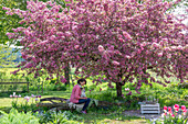 Tulpen (Tulipa) 'Holland Chic' im Beet, Frau auf Sitzbank unter blühendem Zierapfel (Malus) 'Paul Hauber' im Garten