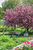 Tulpen (Tulipa) 'Holland Chic' im Beet vor blühendem Zierapfel (Malus) 'Paul Hauber' im Garten mit Hund vor Holzbank