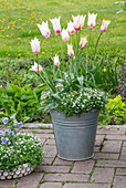 Tulpe 'Marilyn' und Scheinlobelie 'White Star' (Isotoma fluviatilis) im Zinkeimer, Hornveilchen (Viola cornuta) in der Blumenschale auf der Terrasse