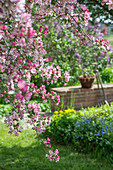 Blühender Zierapfel (Malus) 'Paul Hauber', Wolfsmilch (Euphorbia polychroma), kleines Immergrün