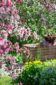 Blühender Zierapfel (Malus) 'Paul Hauber', Wolfsmilch (Euphorbia polychroma), kleines Immergrün