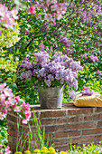 Blumenstrauß aus Fliederblüten (Syringa Vulgaris) im Eimer auf Gartenmauer neben Obstblüten, Zierapfelblüten