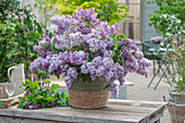 Blumenstrauß aus Fliederblüten (Syringa Vulgaris) und Gräsern im Eimer
