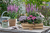 Ziersalbei, Rose 'Marvel', Bouvardie (Bouvardia), und blühender Thymian in Töpfen und Blumenkasten auf Terrassentisch